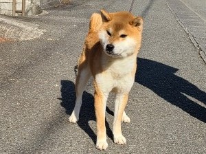 差し上げ ます 柴犬 子犬