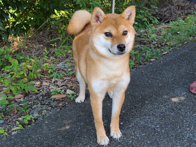 柴犬 豆柴専門ブリーダー くつかけ荘 里親募集情報