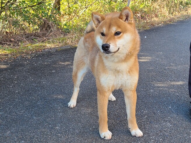 柴犬・豆柴専門ブリーダー くつかけ荘 里親募集情報