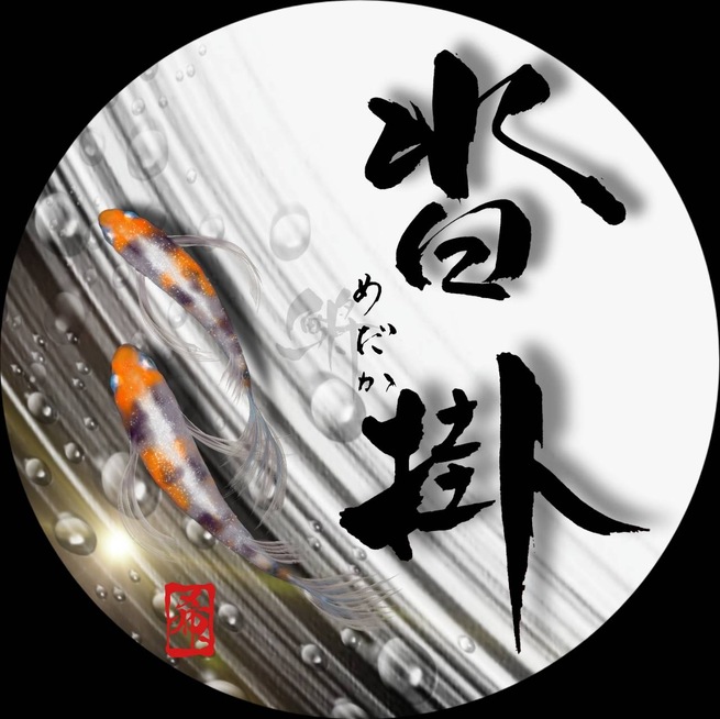 柴犬・豆柴専門ブリーダー くつかけ荘 改良めだか