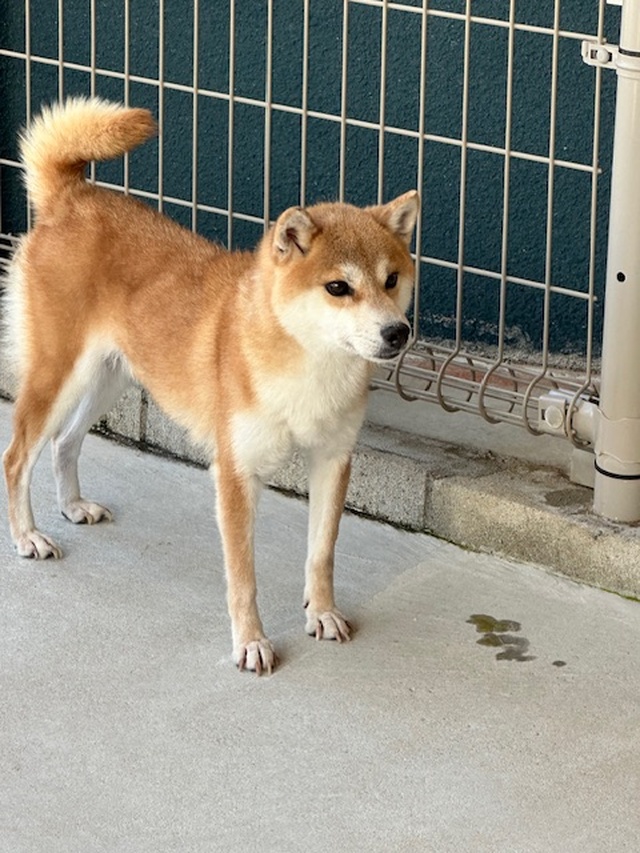 柴犬・豆柴専門ブリーダー くつかけ荘 里親募集情報