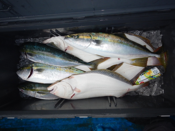 遊魚船 錦帆丸 釣果