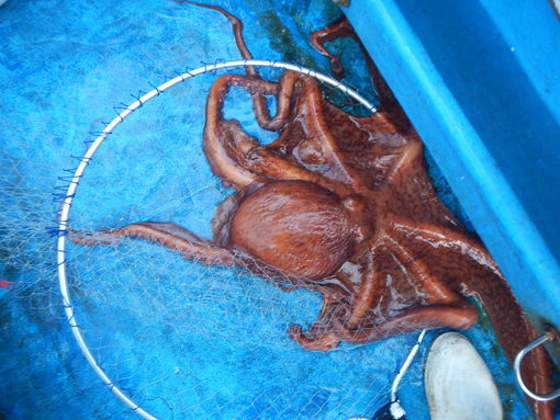 ボイヤン・スラット