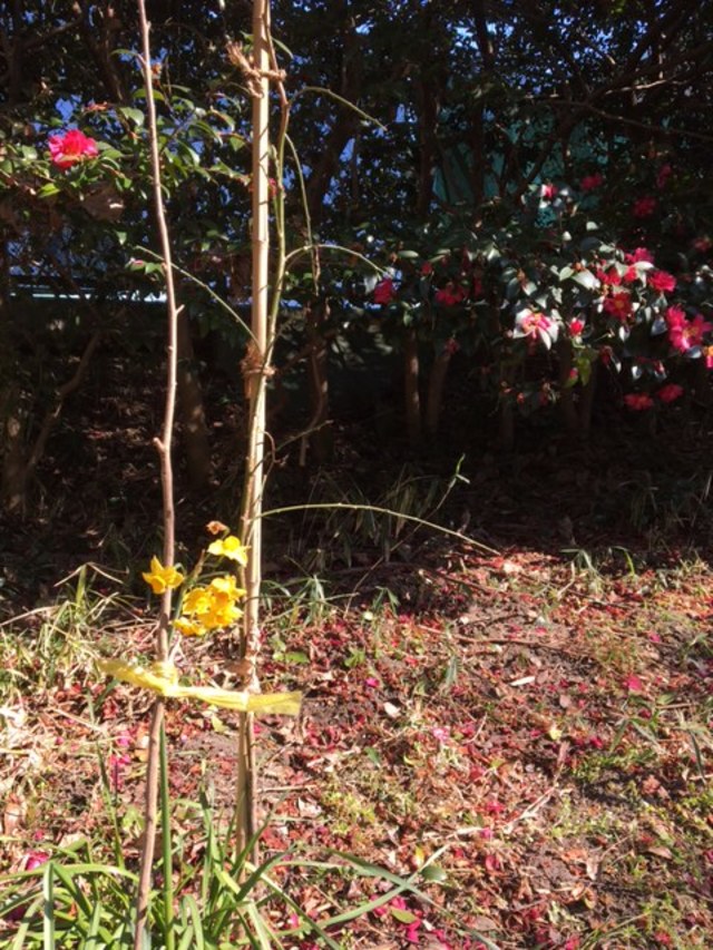 img_20170204-175447.jpg