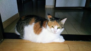 img_20200715-084146.jpg