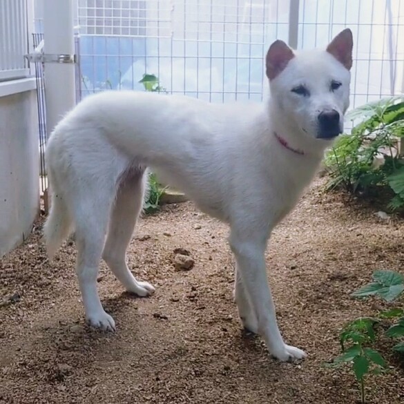 紀州犬系の雑種 若しくは紀州犬 メス 1-2:歳ほど