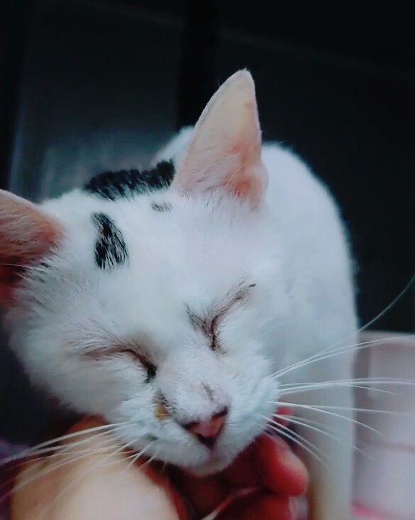 ほぼ白黒に見えるけど実は三毛ねこさん 6ヶ月-1歳程