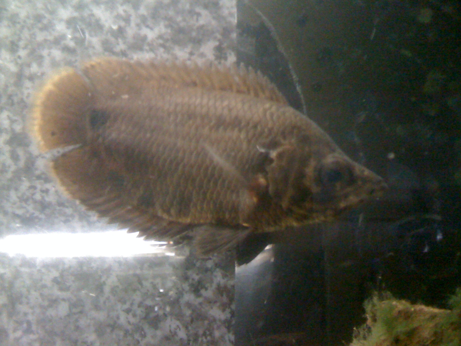 我が家の水槽 水族館のお魚