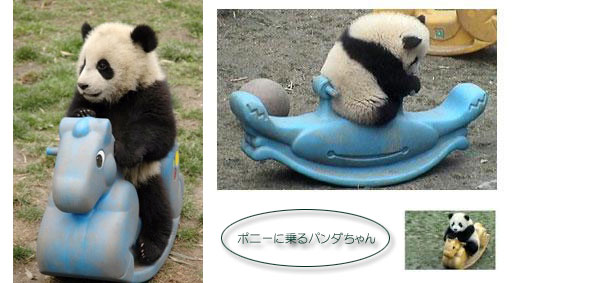 パンダちゃんのホームページ パンダちゃんは遊びの天才