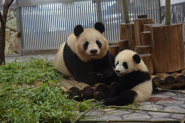 パンダちゃんのホームページ ごあいさつ
