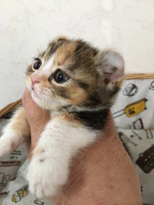 ロシアンブルー マンチカン キンカロー 子猫 産まれました 可愛い子猫 ブルー