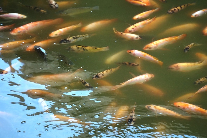 お魚　ティラピア