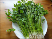 香菜/コリアンダー/パクチー1KG　冷蔵発送