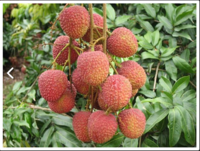 台湾新鮮茘枝玉荷包/ライチ1Kg　冷蔵発送