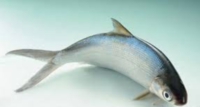 台湾虱目魚/ミルクフフイッシュ500－600g　1匹　冷凍品