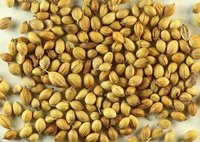 香菜子/Coriender  Seed 100g