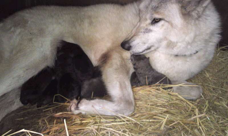 ウルフドッグ専門犬舎 Silverywolfkennel アルバム