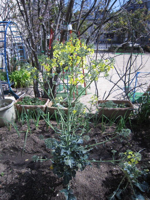 ブロッコリーの花が咲いたよ