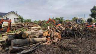 引取り限定！薪 キャンプ 柿の木 伐採材 3トンダンプ1台分