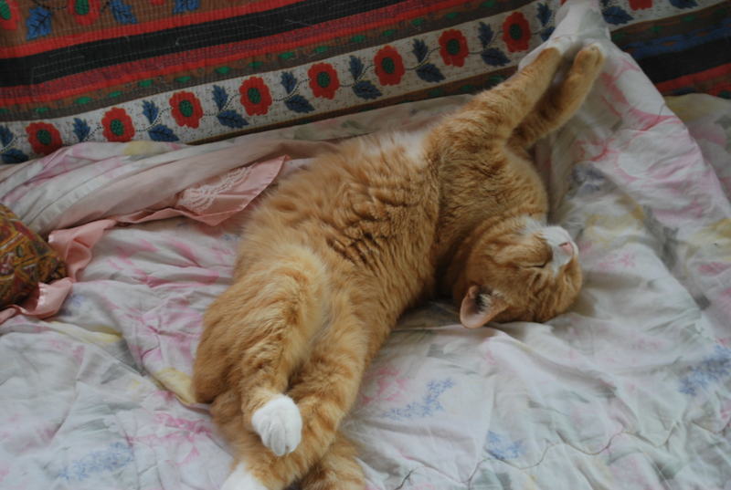 とらちゃんのお庭 愛猫 トラちゃん