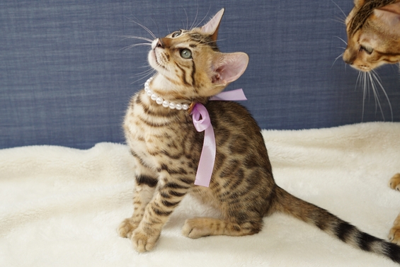 ベンガル猫 ブリーダー 格安