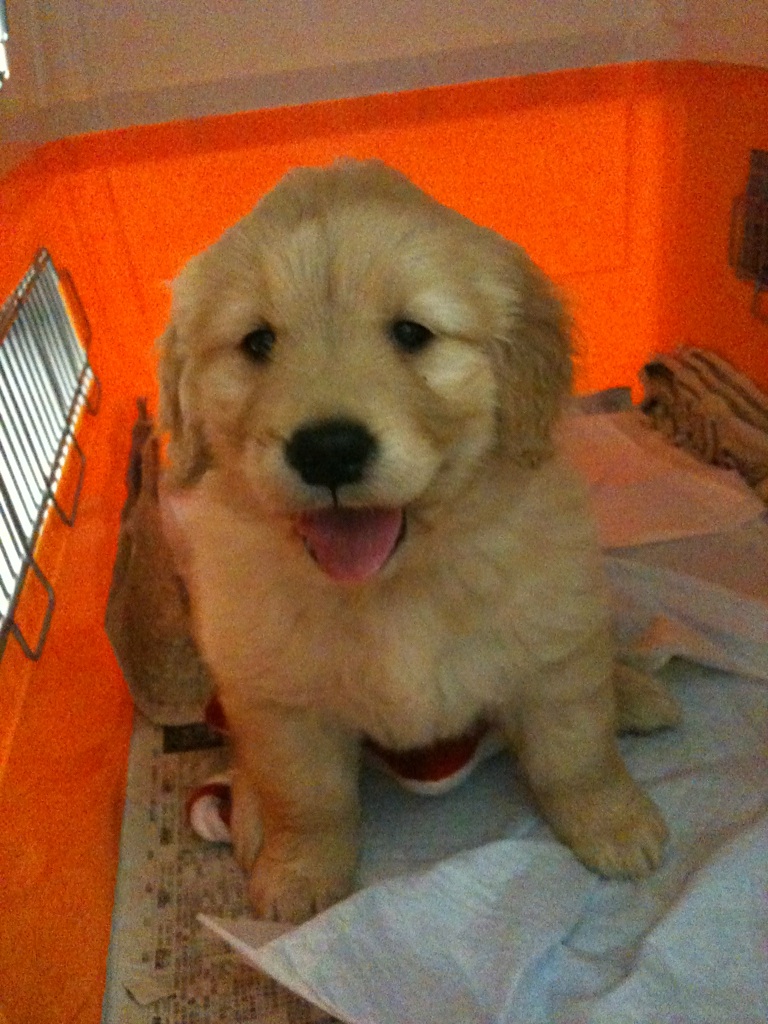 パピーファンタジー犬舎 取扱犬種参考価格表 パピーファンタジー犬舎 取扱犬種参考価格表