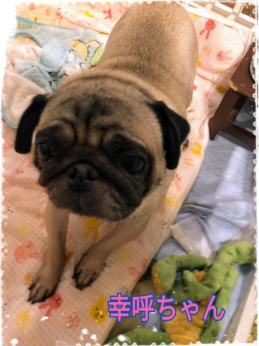パグ走りおパグさん:ブラックver.(RUN PUG RUN) 自分ツッコミくま パグ走りおパグさん:フォーンver.(RUN PUG RUN