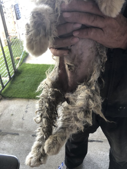 ポメラニアンを保護しました