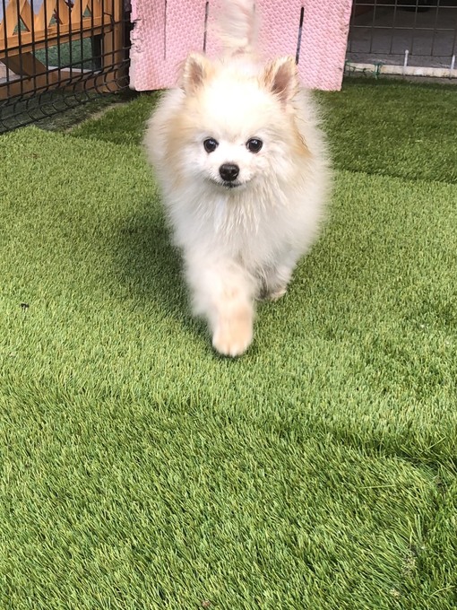 ポメラニアンを保護しました