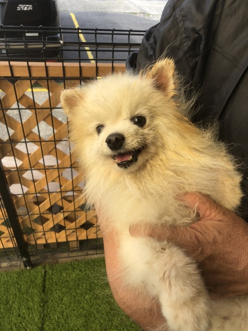 ポメラニアンを保護しました