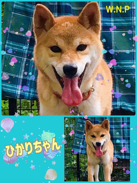 W N P ワンニャンプロジェクト 人との共生 犬 里親募集