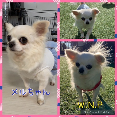 W N P ワンニャンプロジェクト 人との共生 犬 里親募集