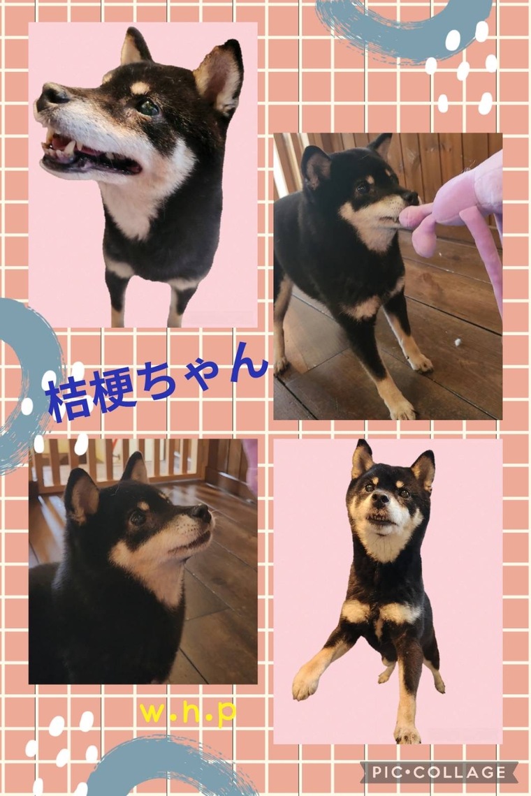 W・N・P(ワンニャンプロジェクト）人との共生 犬・里親募集