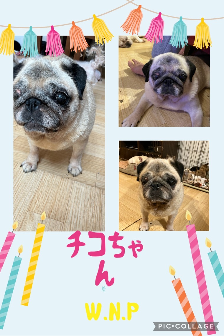 犬・里親募集 - W・N・P(ワンニャンプロジェクト）人との共生