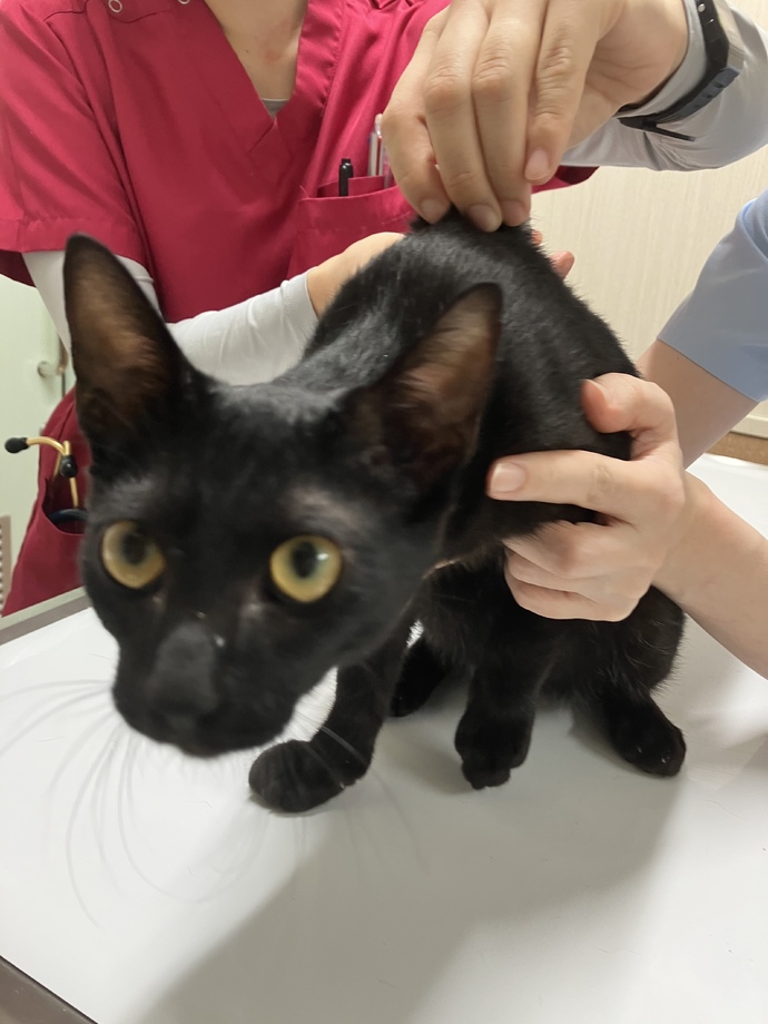 新しいお友達のメディカルチェックのご報告