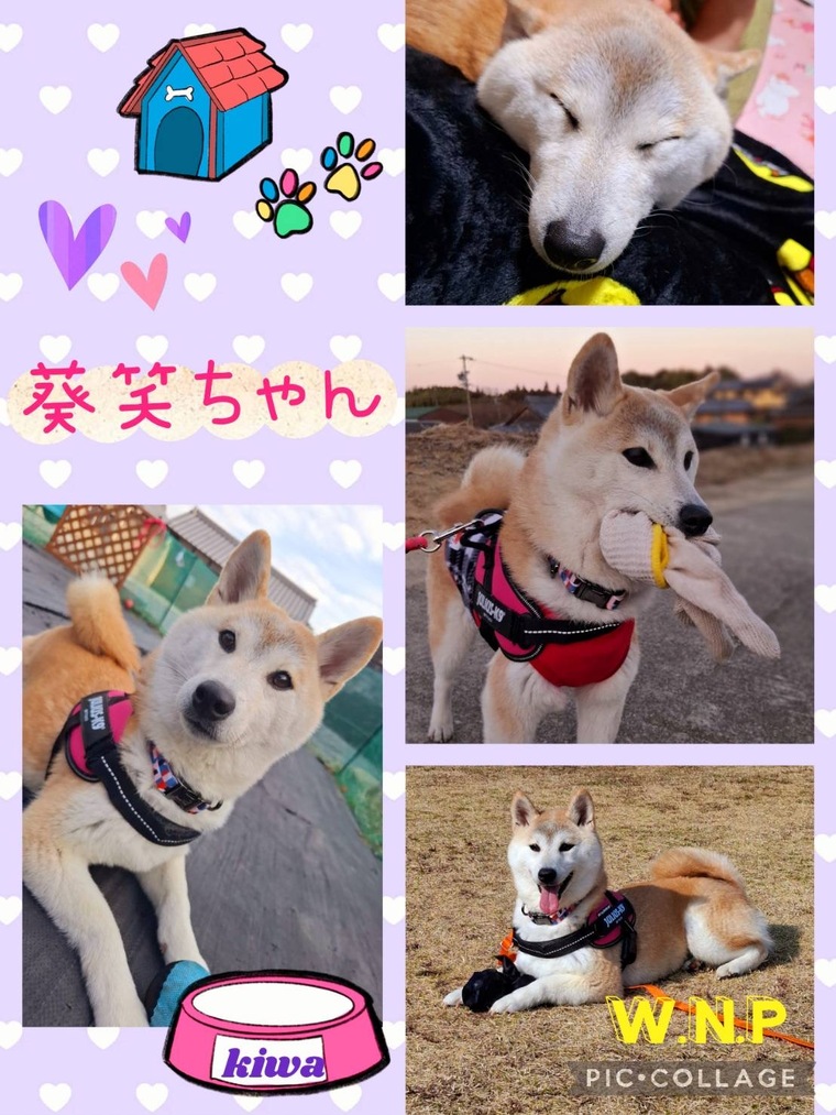 わんわん@プロフ確認 ページ わんわん@プロフ確認 ページ 犬類 睪丸 (@eDx3SJ7fWcQ1pzF) / X