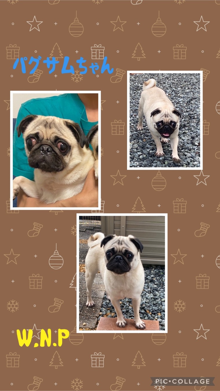 わんわん@プロフ確認 ページ FLAFFY、イベントで大人気だった世界初？「わんこ証明写真」を新