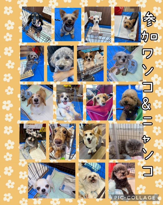 W・N・P(ワンニャンプロジェクト）人との共生 ブログ