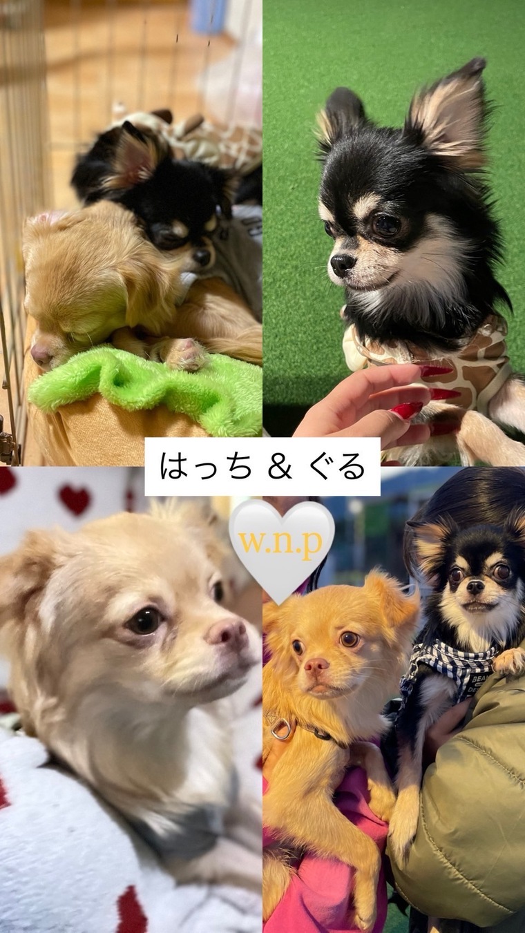 W・N・P(ワンニャンプロジェクト）人との共生 犬・里親募集