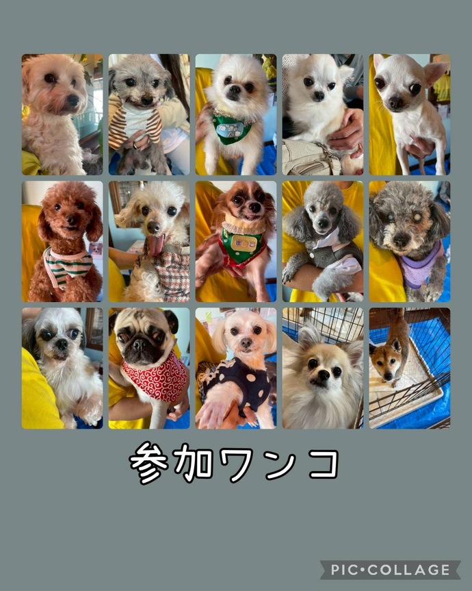 わんわん@プロフ確認 ページ FLAFFY、イベントで大人気だった世界初？「わんこ証明写真」を新