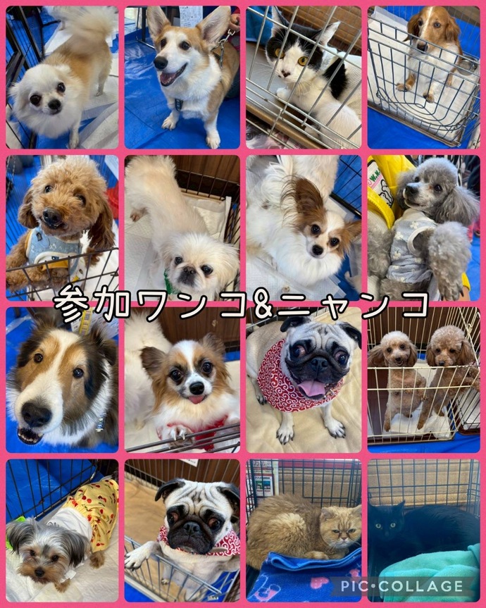 W・N・P(ワンニャンプロジェクト）人との共生 ブログ