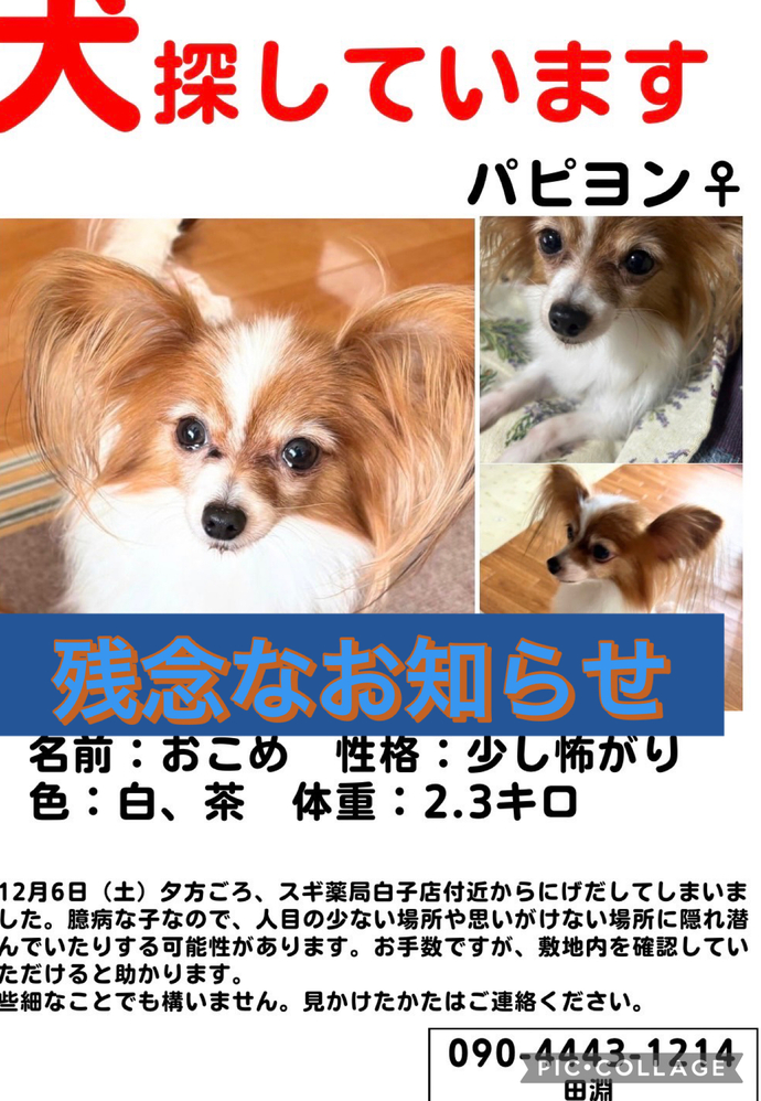 マロ姫様 ご確認ページ ダックス いぬじん様ご確認ページ マロ姫様 ご