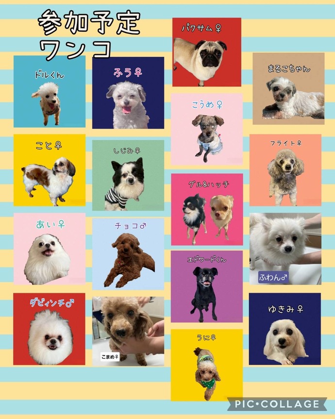 タケガワさん参加ワンコ