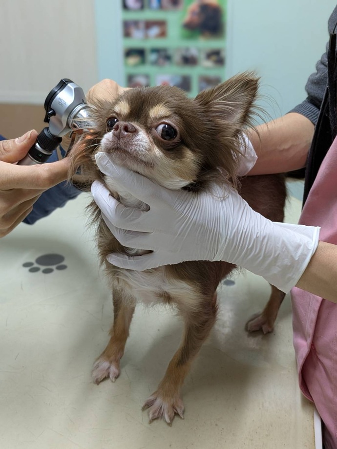 W・N・P(ワンニャンプロジェクト）人との共生 ブログ