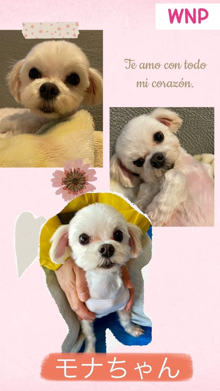 犬・里親募集 - W・N・P(ワンニャンプロジェクト）人との共生