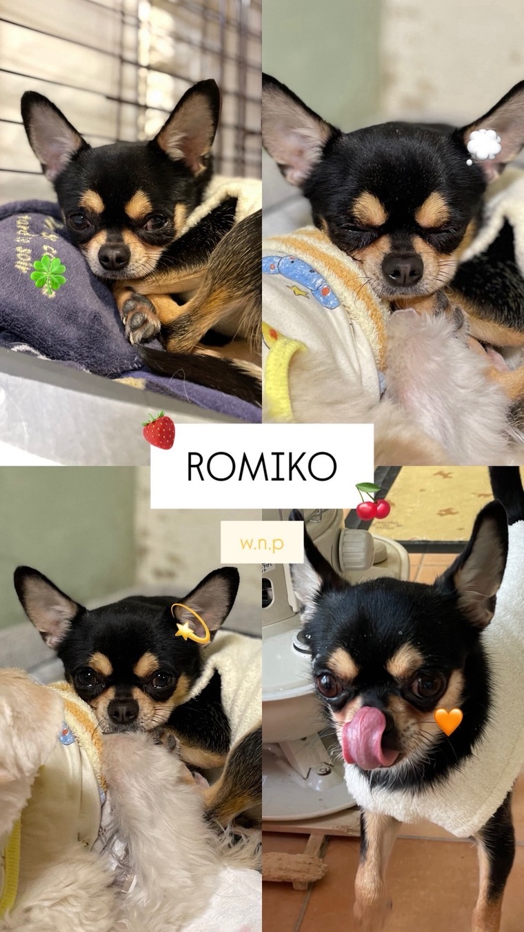 犬・里親募集 - W・N・P(ワンニャンプロジェクト）人との共生