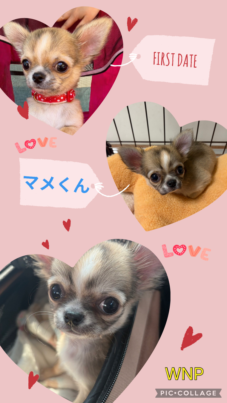 犬・里親募集 - W・N・P(ワンニャンプロジェクト）人との共生