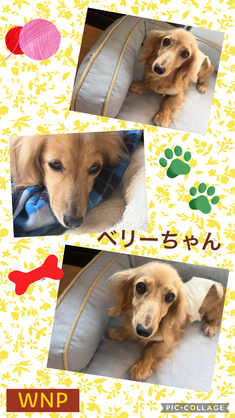 犬・里親募集 - W・N・P(ワンニャンプロジェクト）人との共生