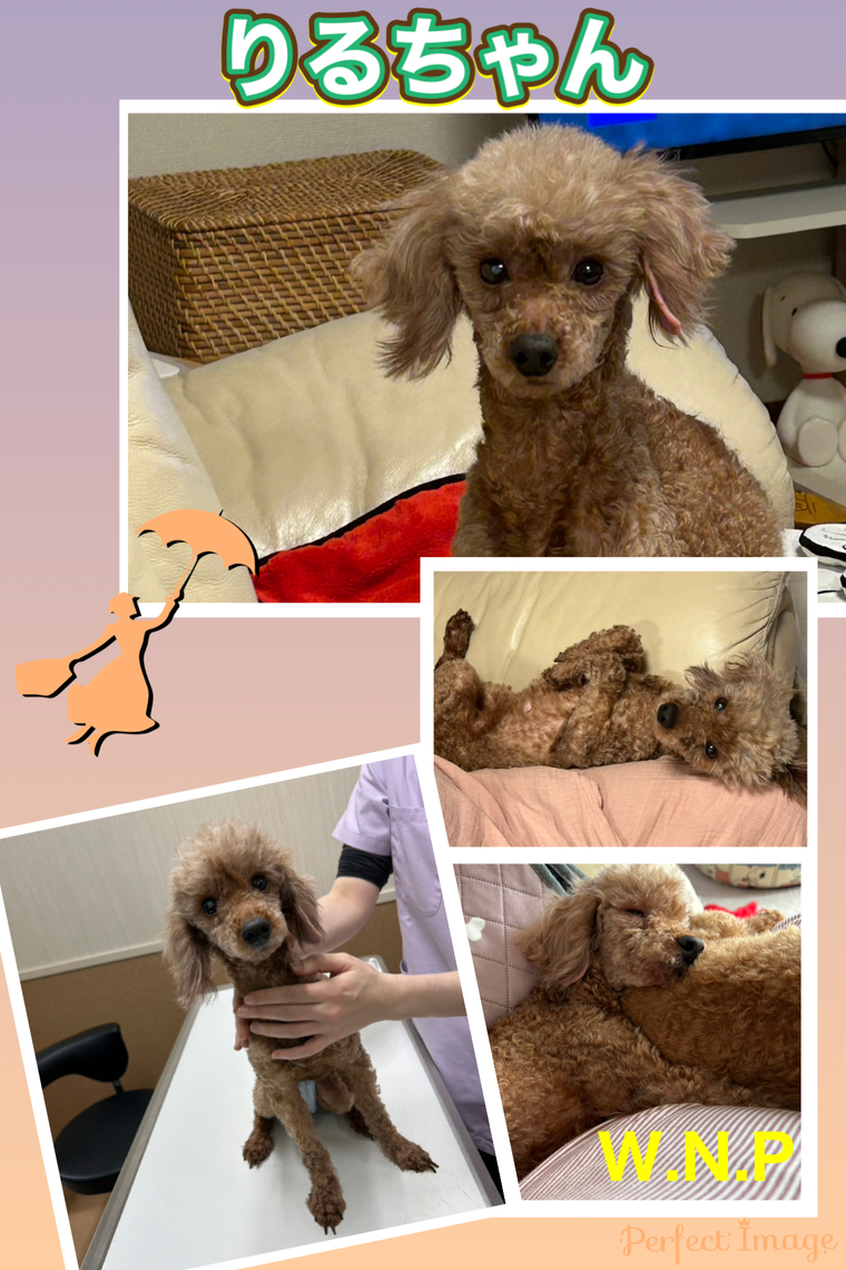 犬・里親募集 - W・N・P(ワンニャンプロジェクト）人との共生