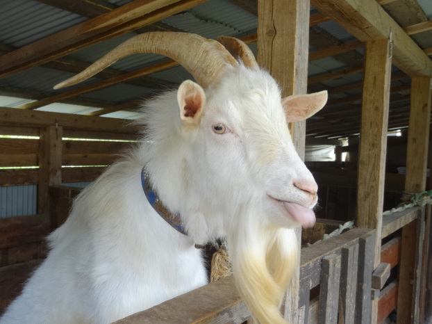 ヤギ・ヒツジ・水鳥・鶏の販売・レンタル ヤギ・ヒツジの種付け